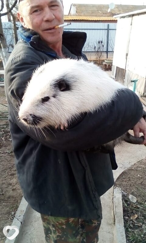 Лаврик